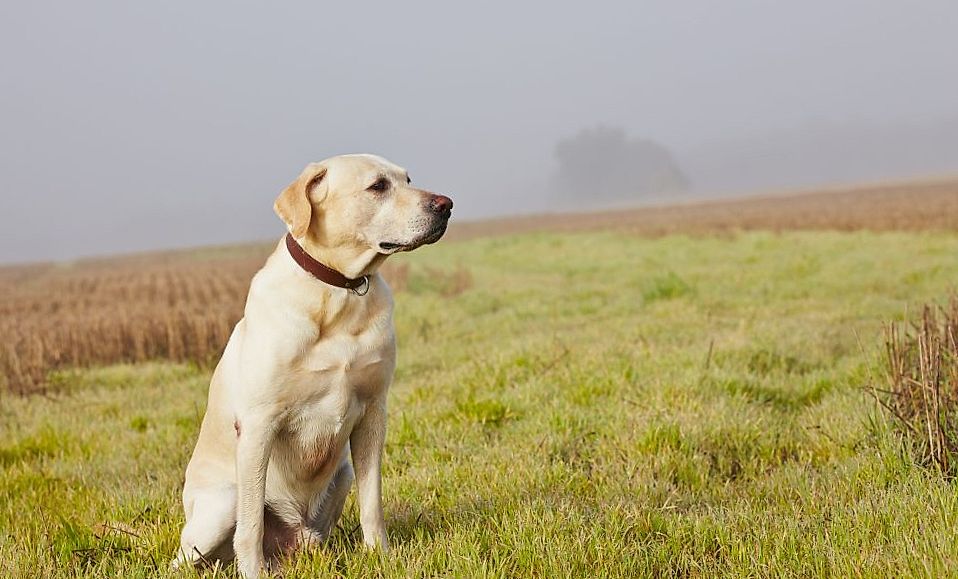 De labrador retriever