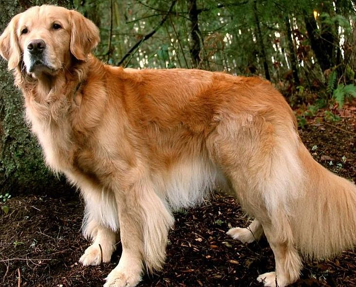 Golden retriever