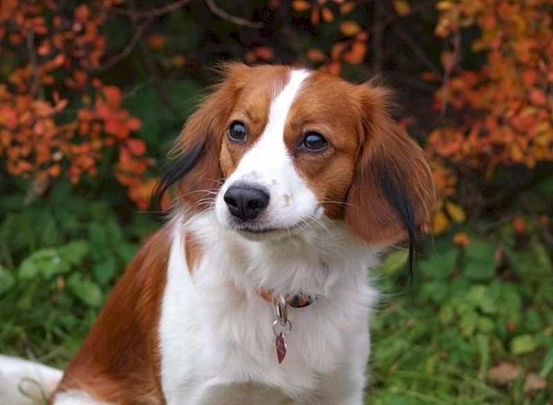 Nederlands kooikerhondje