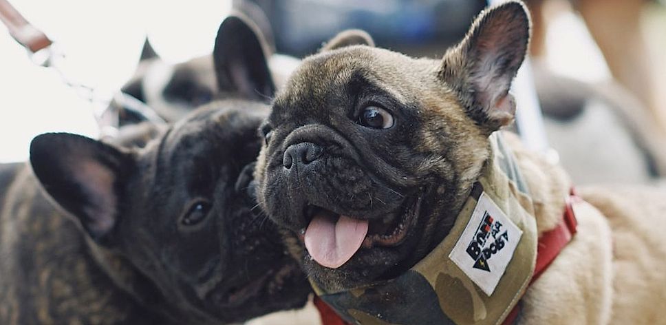 Twee honden in het frame