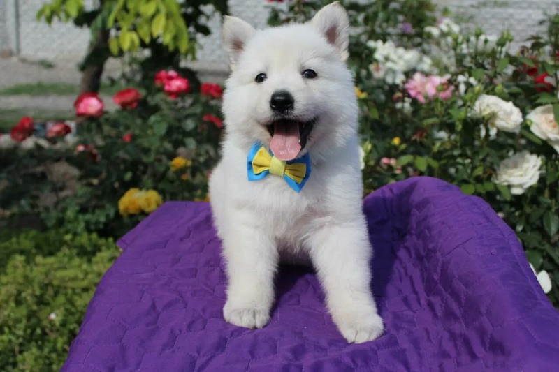 White Shepherd Puppy