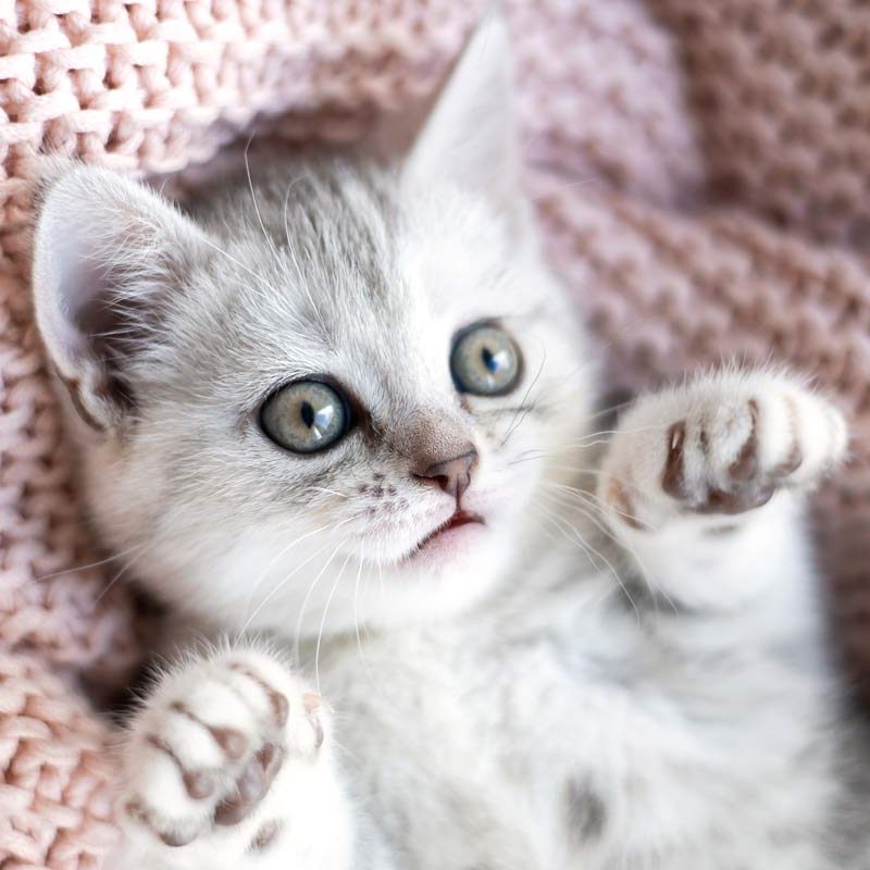 cute gray white kitten edited