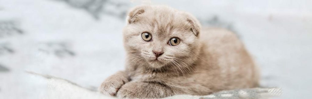 cute little grey kitten scottish